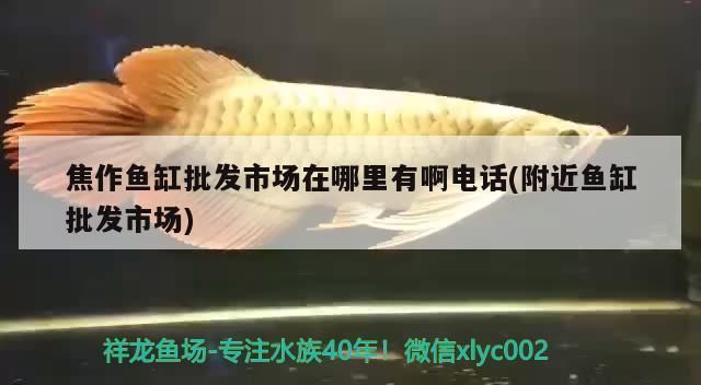 焦作水族批发市场：河南焦作水族批发市场水族批发市场选购商品在哪里 全国观赏鱼市场 第7张