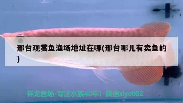 邢台观赏鱼批发市场：关于邢台市观赏鱼批发市场的介绍 全国观赏鱼市场 第9张