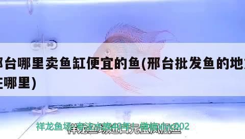 邢台观赏鱼批发市场：关于邢台市观赏鱼批发市场的介绍 全国观赏鱼市场 第10张