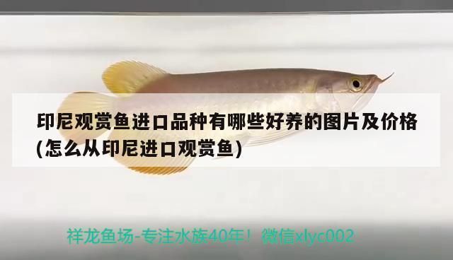 龙鱼缸过滤棉多久洗一次好：龙鱼缸过滤棉清洗技巧，鱼缸过滤棉材质选择指南 龙鱼百科 第2张