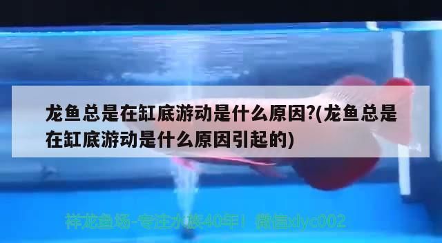 红龙鱼老在缸下层游是什么原因？：红龙鱼在缸下层游动可能由水质波动、寄生虫感染或环境因素引起 红龙鱼百科 第1张