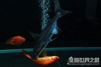 金龙鱼 对标：金龙鱼公司发展现状及其未来趋势 水族问答