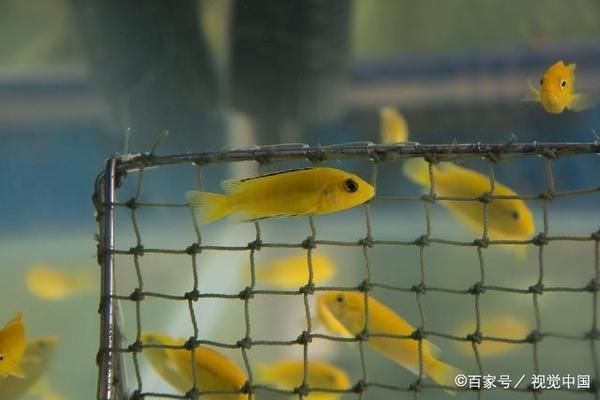 金龙鱼 分析：关于金龙鱼的疑问 水族问答 第2张