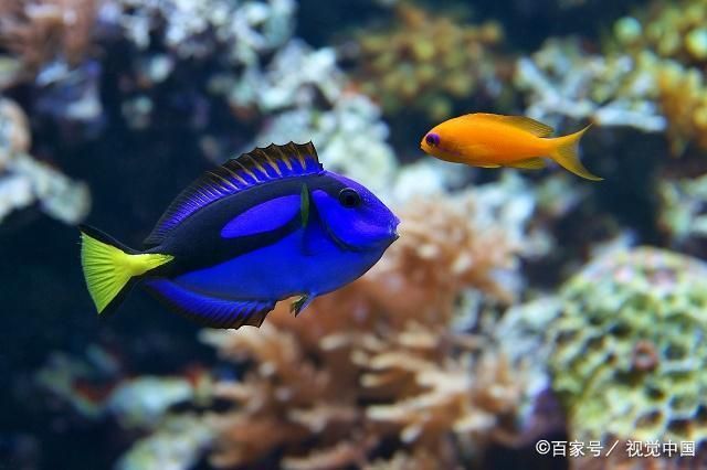 金龙鱼 广告语：金龙鱼食用油是否适合烹饪多种菜肴？ 水族问答 第1张