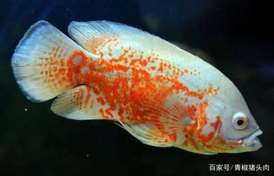 金龙鱼 红龙鱼 水族问答 第2张