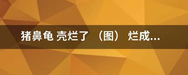 猪鼻龟身上白色腐烂怎么办啊图片：猪鼻龟背甲白色腐烂怎么办 猪鼻龟百科 第6张