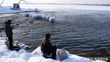 金龙鱼 介绍：金龙鱼是一种什么类型的鱼？ 水族问答 第1张