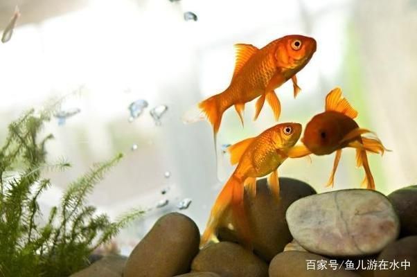 辽阳水族批发市场：辽阳水族批发市场交易高峰期攻略鞍山花鸟鱼市场交易高峰期攻略 全国观赏鱼市场 第4张