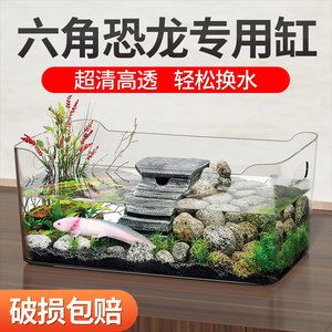 六角恐龙鱼鱼缸造景：六角恐龙鱼的鱼缸生态造景案例 鱼缸百科 第5张