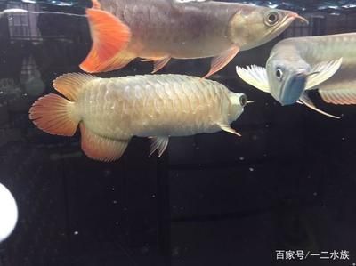 龙鱼鱼鳞张开是怎么回事：关于龙鱼鱼鳞张开的详细信息 龙鱼百科 第2张