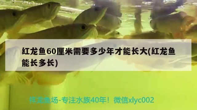 红龙鱼长到60厘米需要几年：红龙鱼长到60厘米需要几年时间 红龙鱼百科 第2张