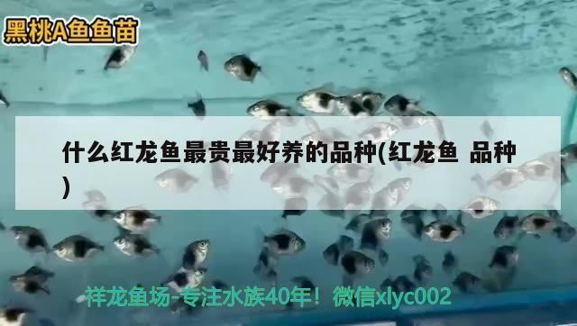 什么样的红龙鱼最好养：最好养的红龙鱼品种介绍 红龙鱼百科 第4张