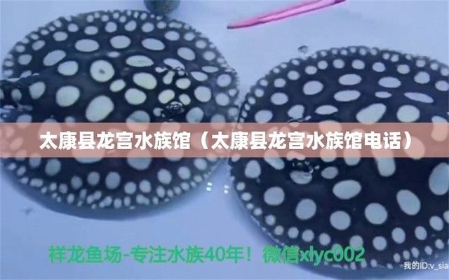 双鸭山水族馆：双鸭山水族馆10月5日开放时间和交通信息展览介绍 全国观赏鱼市场 第6张