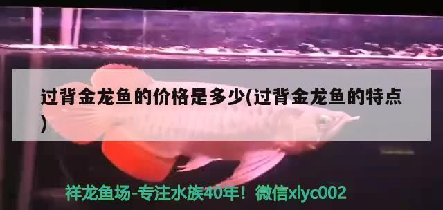 过背金龙鱼10多斤：过背金龙鱼10多斤重的过背金龙鱼市场价格信息 金龙鱼百科 第2张