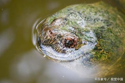 猪鼻龟分品种吗怎么养：猪鼻龟怎么养，猪鼻龟饲养注意事项 猪鼻龟百科 第5张