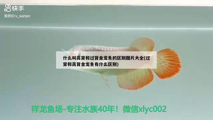 什么叫过背金龙鱼图片：过背金龙鱼与红龙鱼区别如何辨别过背金龙鱼品质 金龙鱼百科 第2张