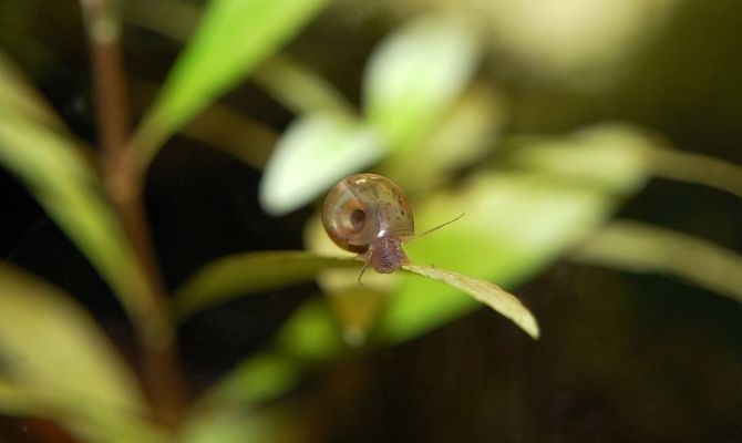 濮阳水族批发市场：濮阳水族批发市场在哪里有卖 全国观赏鱼市场 第6张