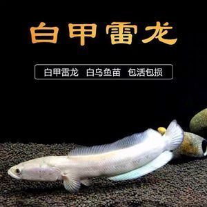 金龙鱼 种类：关于金龙鱼的问题 水族问答 第2张