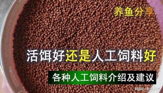 金龙鱼活饵料与人工饲料的营养对比：金龙鱼喂活饵料和人工饲料各有优缺点 金龙鱼百科 第1张