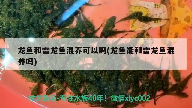 雷龙鱼和红龙鱼混养可以吗：雷龙鱼和红龙鱼可以混养但需注意多种因素以确保和谐共生