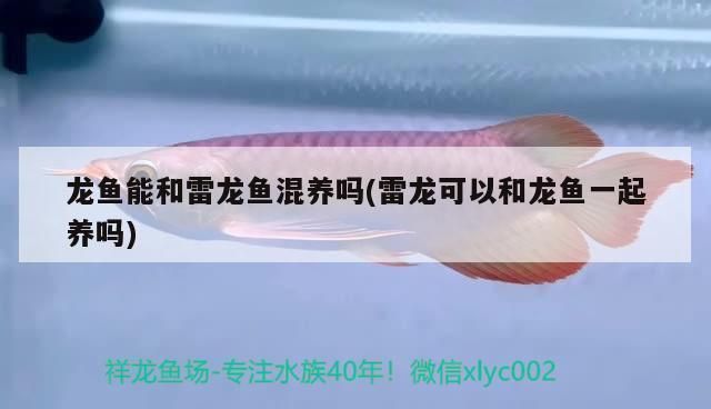 雷龙鱼和红龙鱼混养可以吗：雷龙鱼和红龙鱼可以混养但需注意多种因素以确保和谐共生