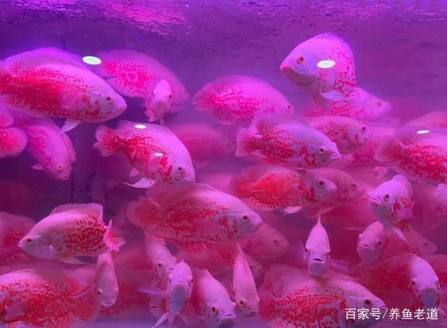 潍坊水族批发市场 全国观赏鱼市场 第2张