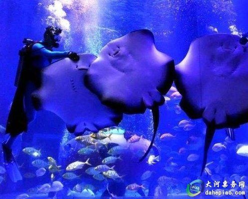 开封水族馆：开封旅游攻略 全国观赏鱼市场 第3张