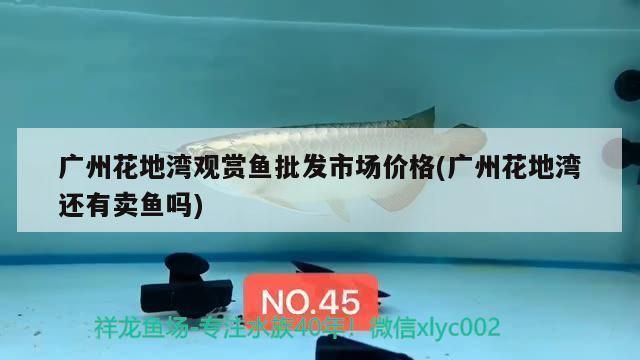 大理白族自治州观赏鱼批发市场：全国最大观赏鱼批发市场 全国观赏鱼市场 第3张