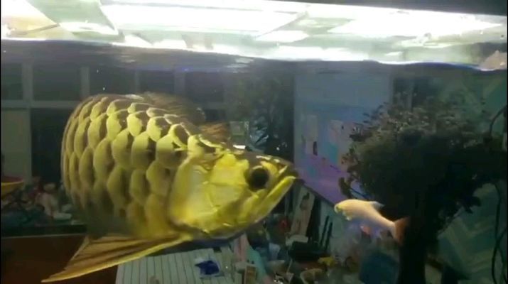 塔城水族批发市场：塔城水族批发市场价格对比塔城水族批发市场价格对比 全国观赏鱼市场 第5张