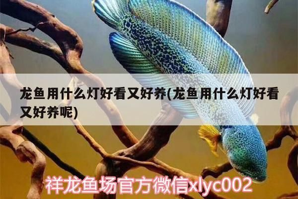 沧州水族馆：沧县沧州水族馆 全国观赏鱼市场 第4张