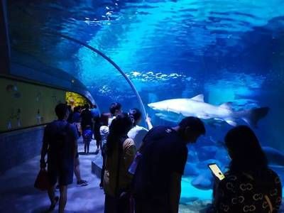 大理白族自治州水族馆：云南大理白族自治州水族自治州水族文化共同构成白族文化展览中心 全国观赏鱼市场 第1张