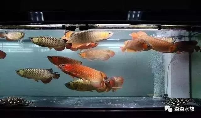 红龙鱼的最佳混养鱼缸造型：红龙鱼混养水族箱布局技巧 红龙鱼百科 第2张