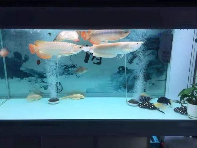 红龙鱼的最佳混养鱼缸造型：红龙鱼混养水族箱布局技巧 红龙鱼百科 第3张