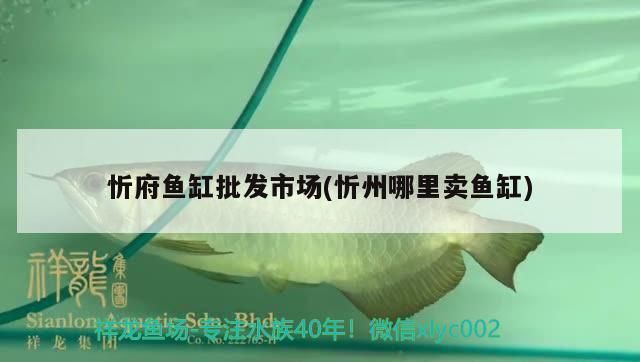 忻州观赏鱼批发市场：忻城观赏鱼批发市场 全国观赏鱼市场 第5张