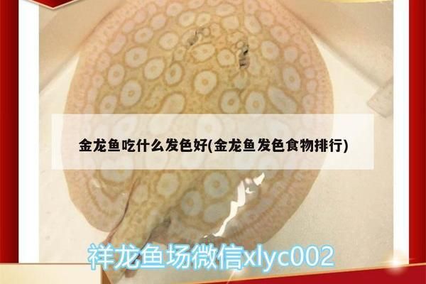 过背金龙鱼喂什么发色好：关于过背金龙鱼的饲料选择 金龙鱼百科 第2张