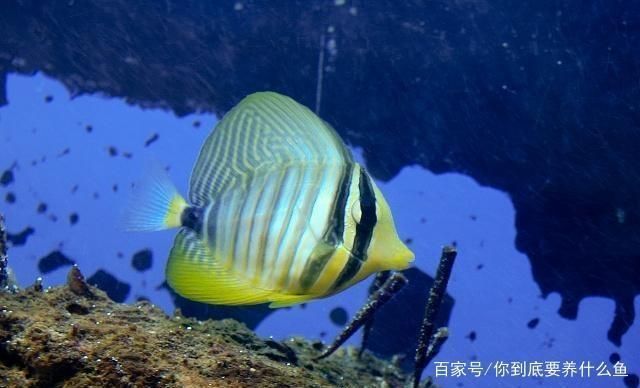 鱼缸水质检测最佳时间：鱼缸水质检测最佳时间通常是在一天中的不同时间段进行 鱼缸百科 第2张