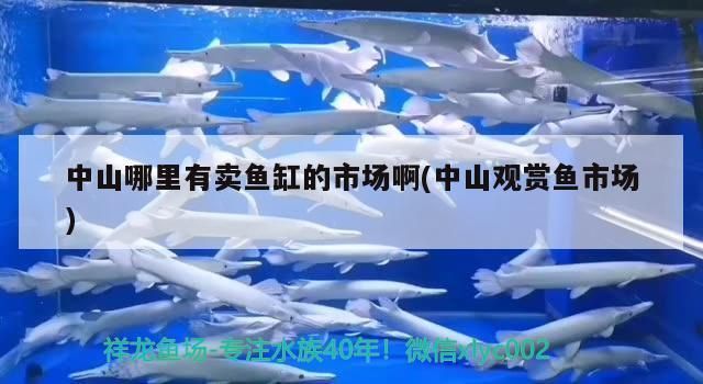 中山观赏鱼批发市场：中山观赏鱼批发市场信誉评价中山观赏鱼批发市场价格对比 全国观赏鱼市场 第7张