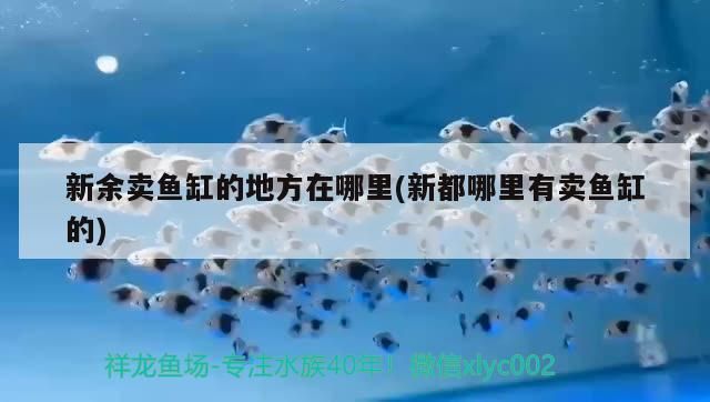 新余鱼缸批发市场：新余市鱼缸批发市场 全国观赏鱼市场 第3张