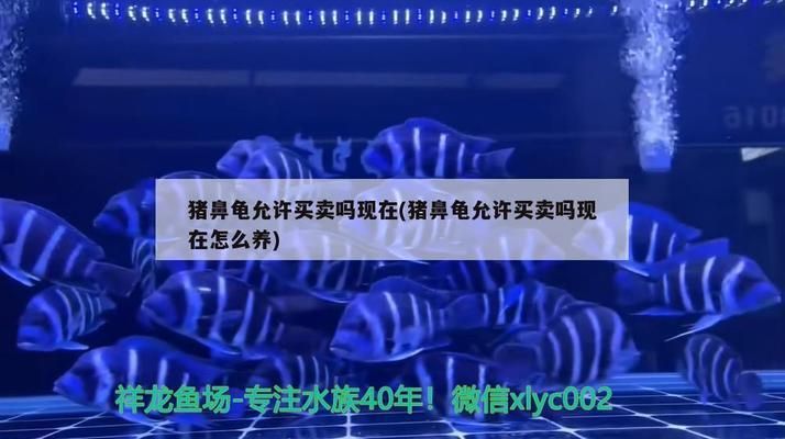 猪鼻龟不让买卖了吗为什么：猪鼻龟为什么不让卖 猪鼻龟百科 第2张