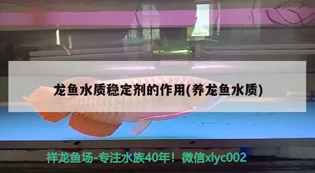 阿拉善盟龙鱼专卖店 全国观赏鱼市场 第11张