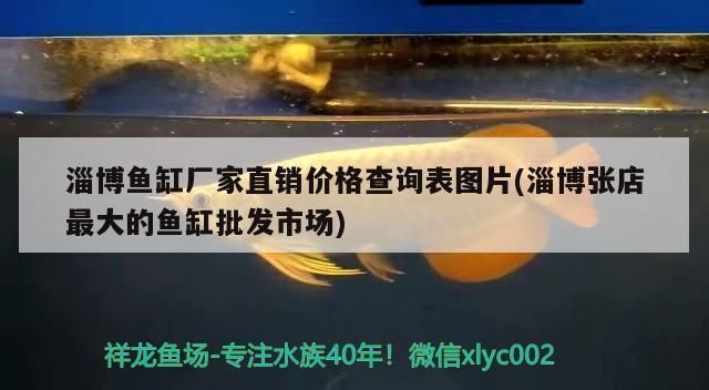 淄博鱼缸批发市场：淄博鱼缸厂家直销价格查询表 全国观赏鱼市场 第4张