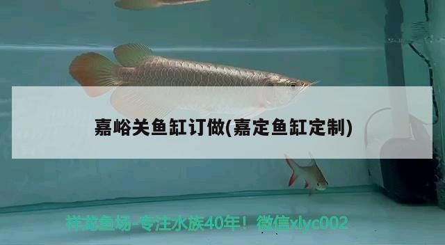 嘉峪关鱼缸批发市场：嘉峪关鱼缸批发市场在哪里 全国观赏鱼市场 第5张