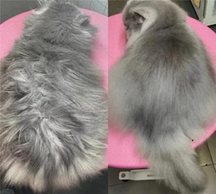 猪鼻龟日常怎么维护毛发：猪鼻龟怎么养 猪鼻龟百科 第6张