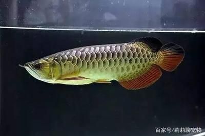 金龙鱼400毫升：金龙鱼400毫升是什么？ 水族问答