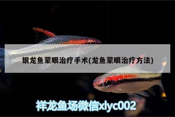 银龙鱼蒙眼会死吗：银龙鱼蒙眼会导致死亡吗 龙鱼百科 第2张