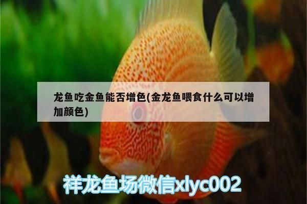 龙鱼吃金鱼能否增色：龙鱼吃金鱼能否增色，龙鱼增色的自然方法有哪些 龙鱼百科 第1张