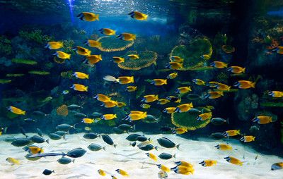 长沙水族馆：湖南长沙水族馆哪里有比较大的花鸟鱼虫市场或爬店 全国观赏鱼市场 第3张