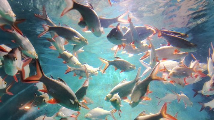 长沙水族馆：湖南长沙水族馆哪里有比较大的花鸟鱼虫市场或爬店 全国观赏鱼市场 第9张