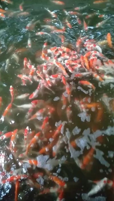 伊犁哈萨克自治州龙鱼专卖店：伊犁哈萨克自治州水族批发市场 全国观赏鱼市场 第8张