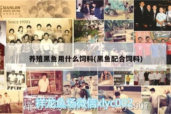 金龙鱼50公分还能爬吗：金龙鱼50公分长能爬到鱼缸底部吗？